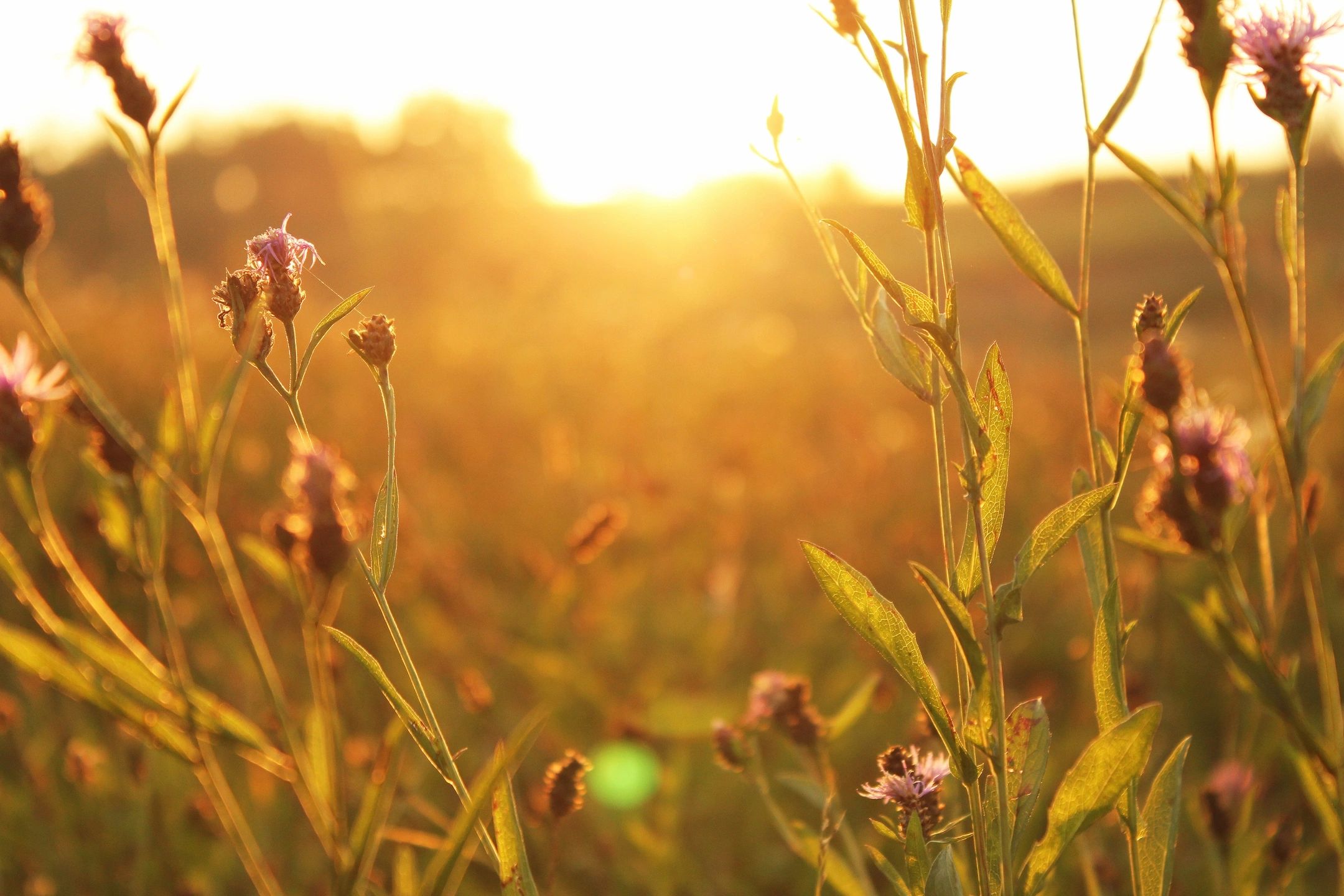 Soul & Soil: Nurturing Women’s Wellness through Nature and Homestead Practices